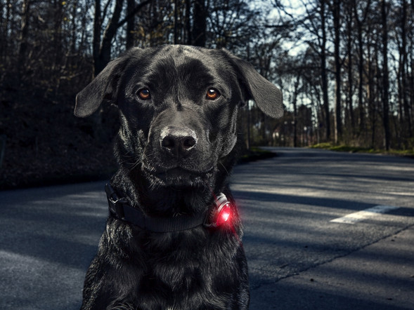 Фонарь для собак Orbiloc Dog Dual Signal Colours, красный в Липецке
